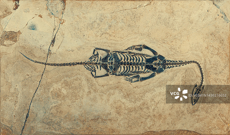 三叠纪的凯彻龙化石骨架保存在一块石灰石板中图片素材