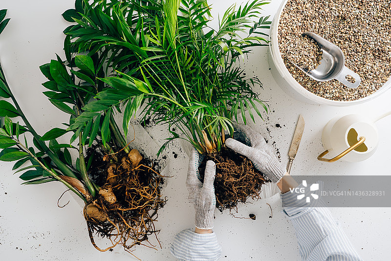 女子照料客厅里的花棕榈，捧着根移植在室内的室内植物。Zamioculcas是准备移植到地面在白色的大盆。厨房或房间内部，白色的桌子图片素材