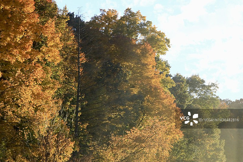 满树的秋色图片素材