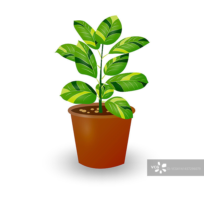 榕树植物在花盆孤立在白色背景。用于家庭室内或办公室的装饰植物。房间的花。矢量插图。图片素材