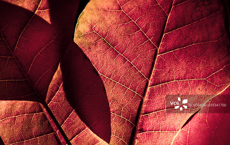 饱和和分层的皇家紫烟灌木叶子图片素材