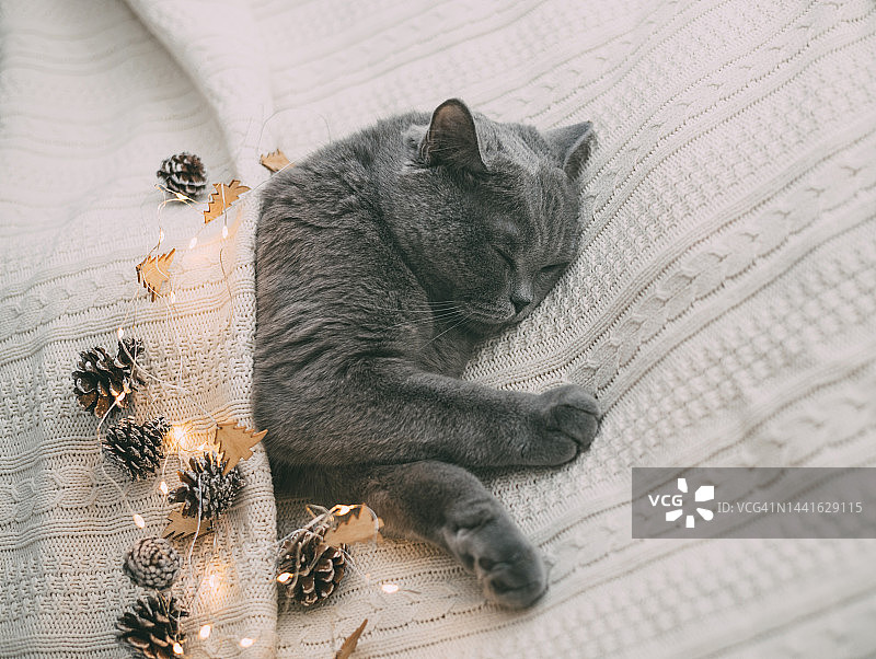 一只英国猫睡在白色的针织毯子上，上面有发光的灯。戴着节日花环的圣诞睡猫。图片素材