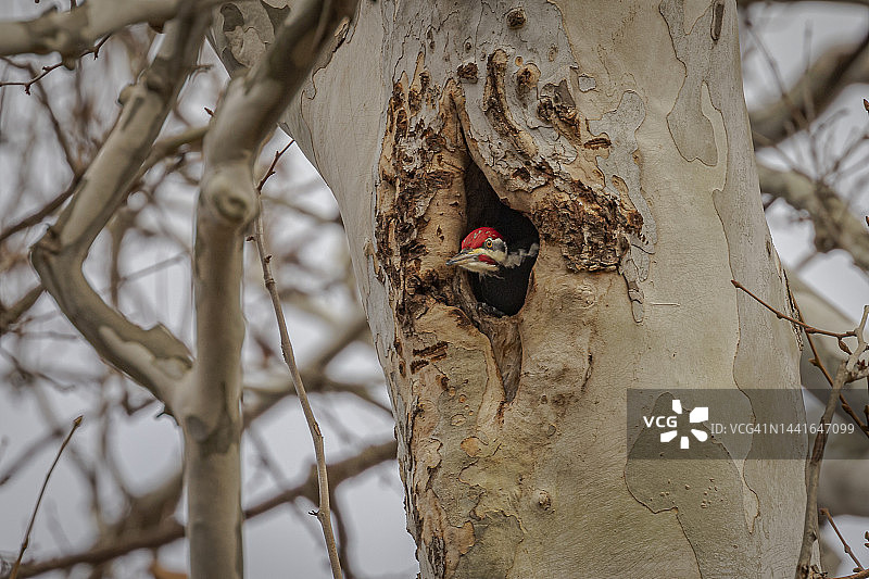 雄冠啄木鸟从巢洞中探出头来图片素材