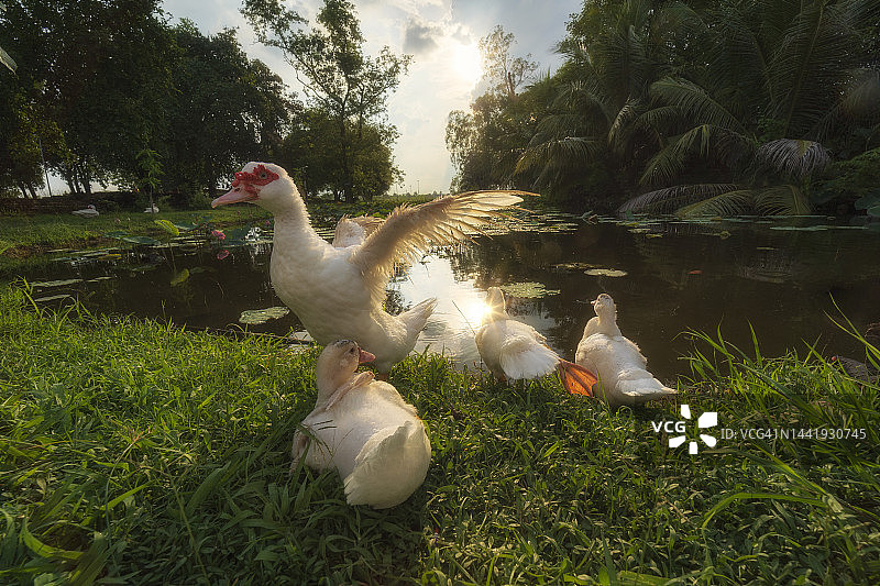 家白甜鸭动物。概念图片素材
