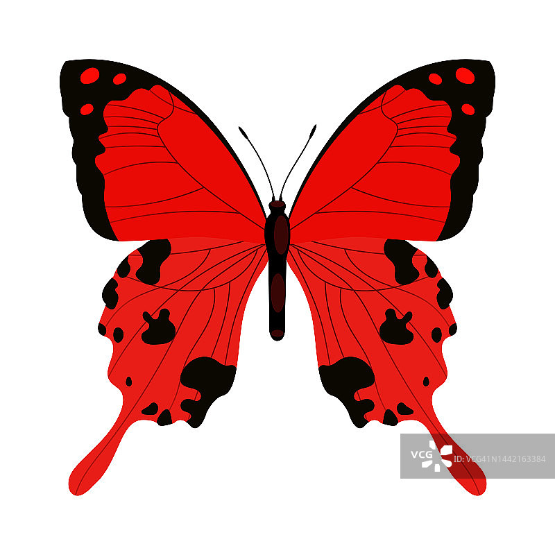 单只彩色蝴蝶孤立在白色背景上。具有明亮翅膀和触角的奇异热带昆虫。图片素材