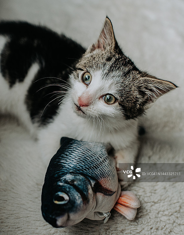 一只小猫抓着一个逼真的鱼玩具，抬头看图片素材
