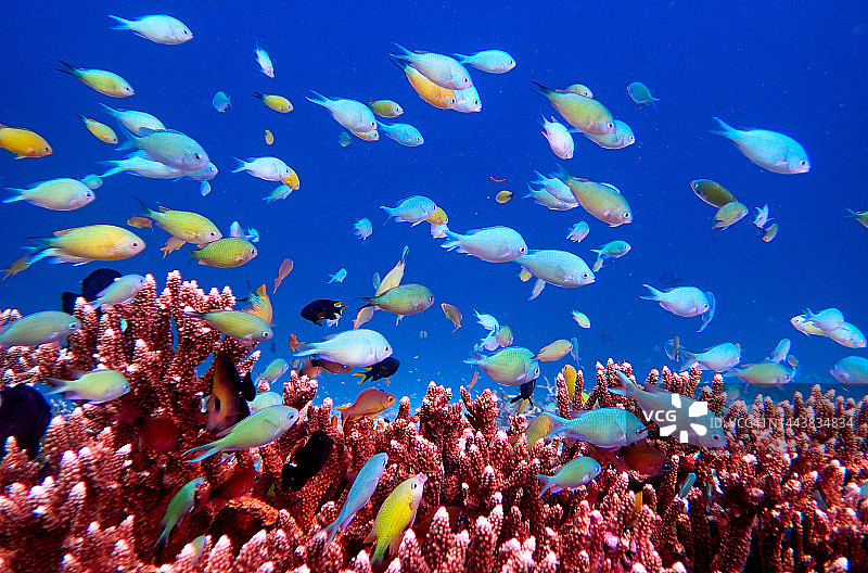 彩色鱼和肩孔珊瑚图片素材