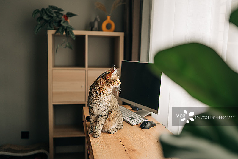 猫坐在木桌上的空白笔记本电脑图片素材
