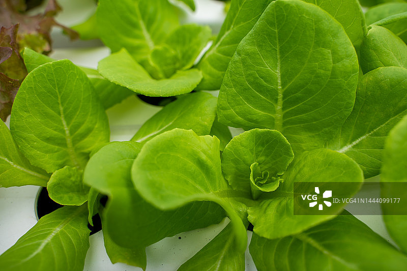 温室内封闭绿色蔬菜新鲜有机。图片素材