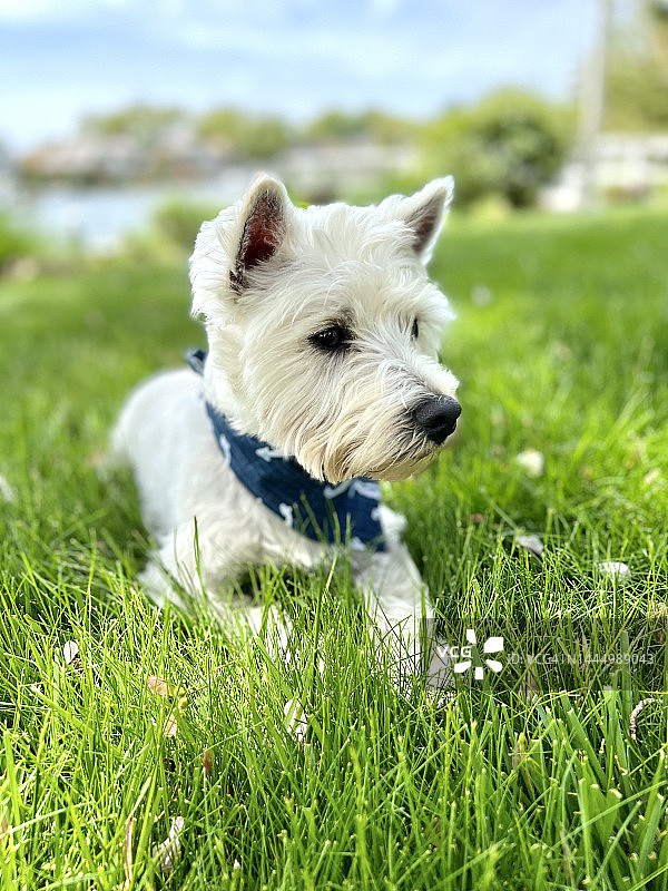 小白梗狗坐在草地上图片素材