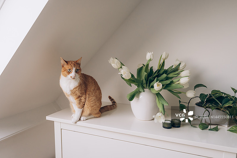 猫坐在卧室的五斗橱上，靠近插着白色郁金香的花瓶图片素材