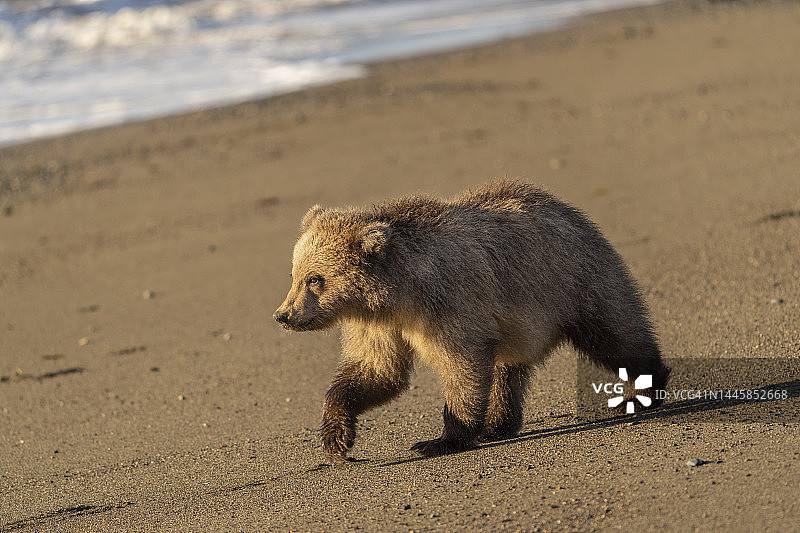 海岸棕熊，又名。灰熊图片素材