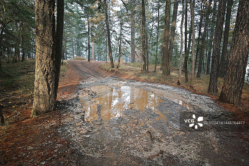 泥泞的水坑，森林道路图片素材
