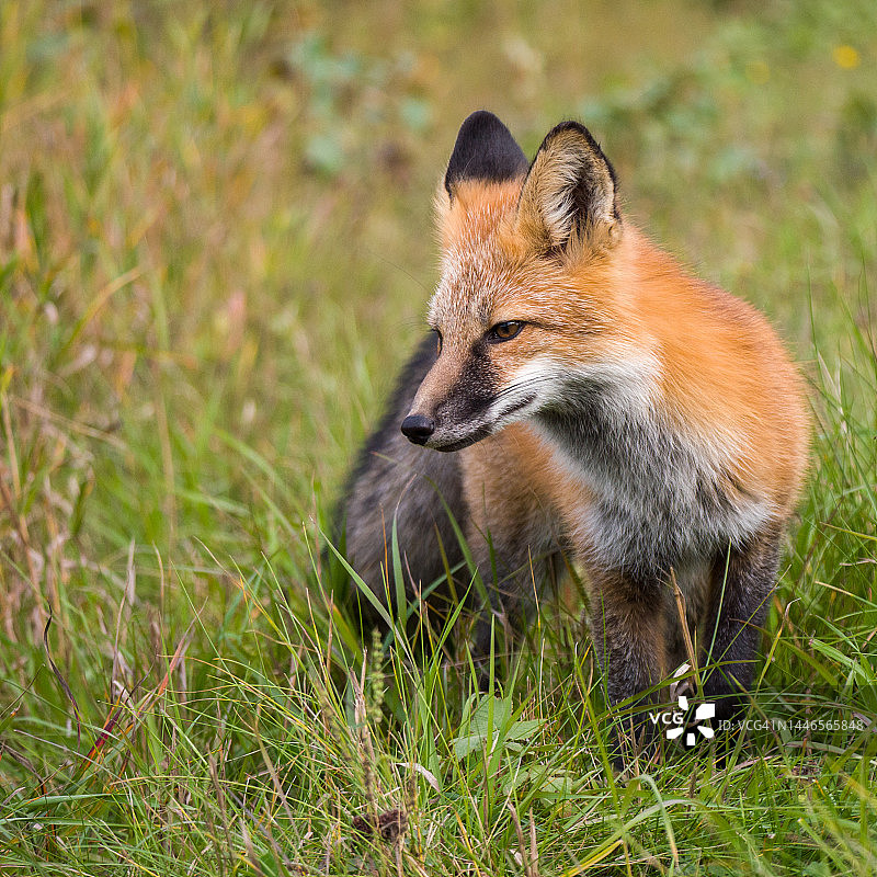 草丛中的红狐(Vulpes Vulpes)图片素材