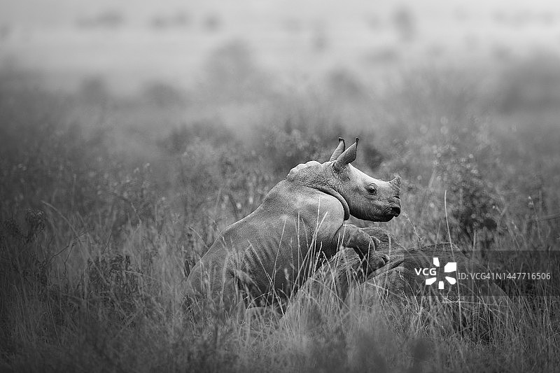 内罗毕国家公园，白犀牛幼崽站在妈妈身上的可爱特写图片素材