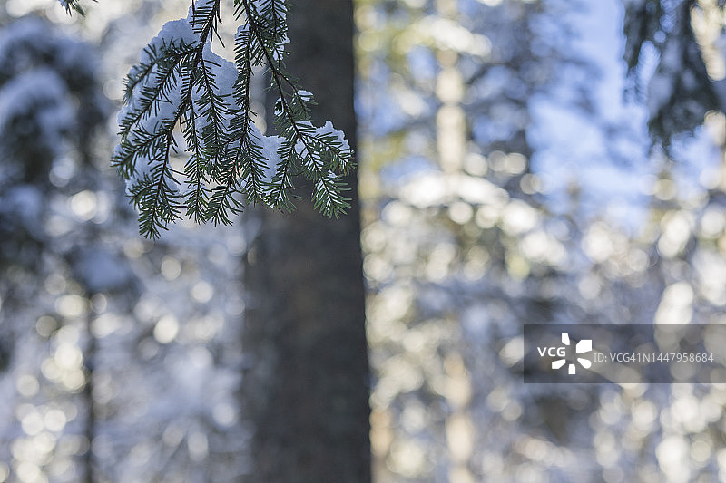 白雪覆盖的松树图片素材