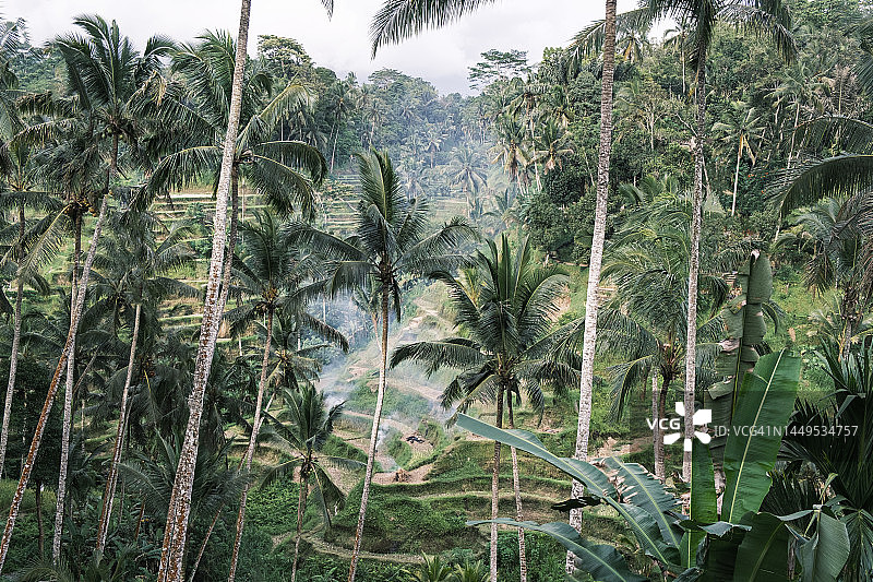 梯田tegalalang。巴厘岛。以乌布德棕榈树为背景的层叠稻田。巴厘岛，印度尼西亚。令人惊叹的稻田美景。图片素材
