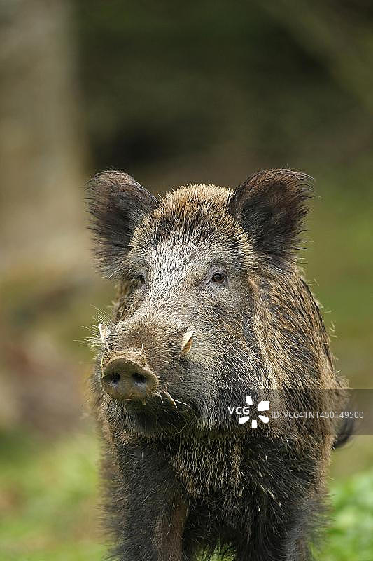 野猪(Sus scrofa)野猪肖像，奥尔高，巴伐利亚，德国图片素材