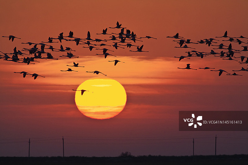 鸟群和火烈鸟在日落图片素材