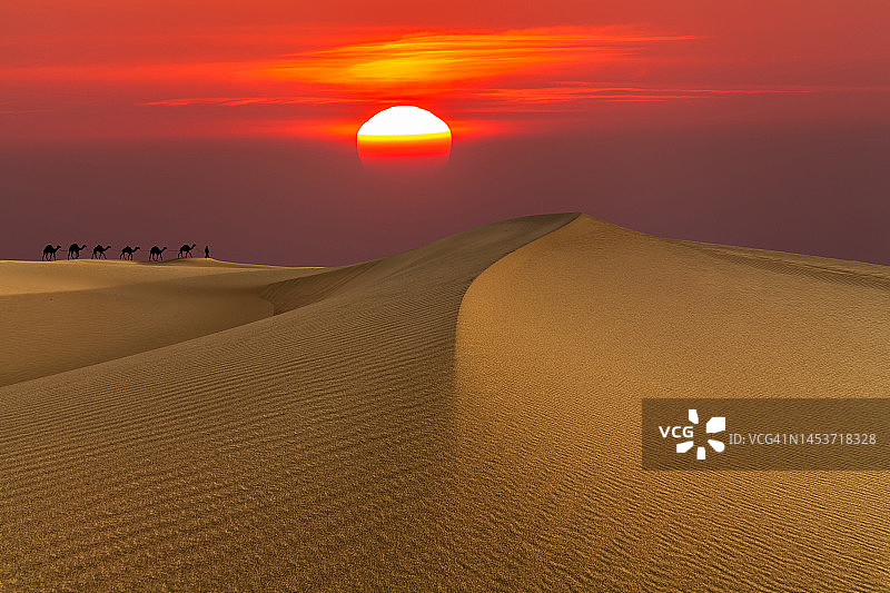 日落时分沙漠中的沙丘和骆驼队。擦哈利沙漠图片素材