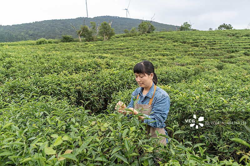 一位亚洲女农民在种植园工作图片素材