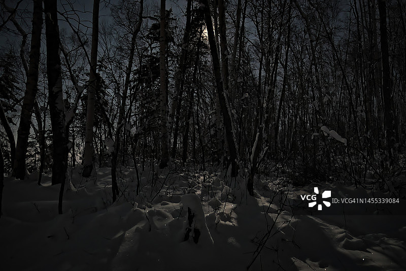 北方森林中的月光图片素材
