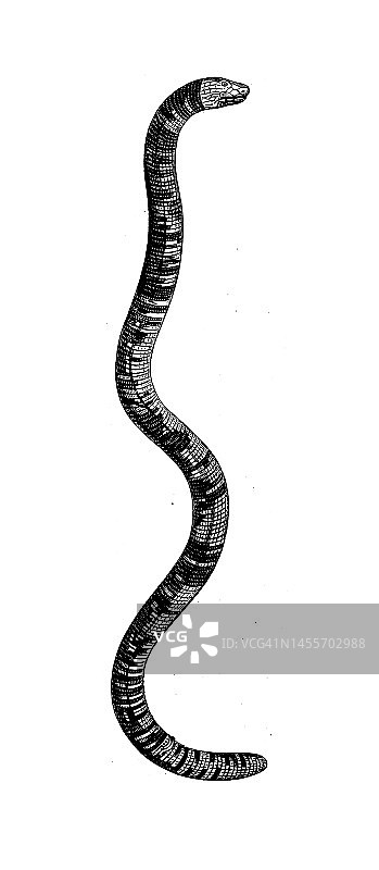 古代生物动物学图像:灰背圆背龟图片素材