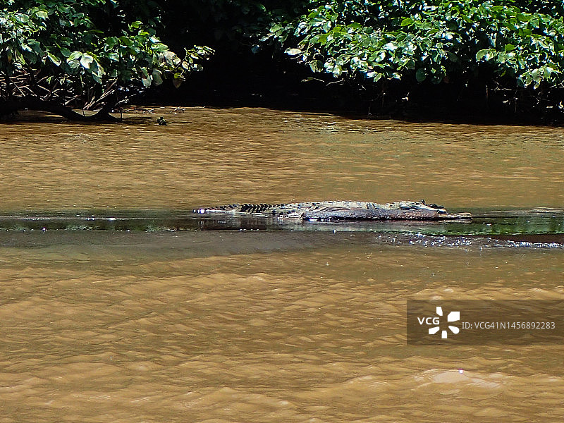 鳄鱼在哥斯达黎加的托图盖罗运河享受日光浴图片素材
