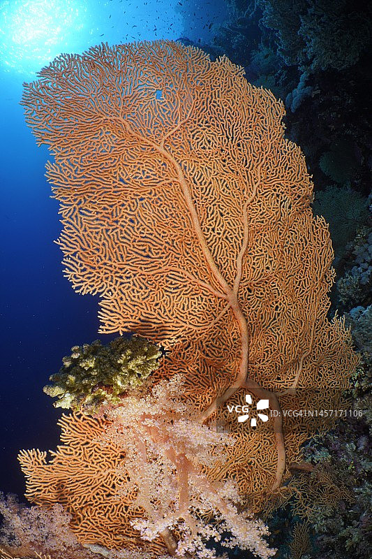 巨型海扇(Annella mollis)。潜水地点小弟弟，兄弟群岛，埃及，红海图片素材