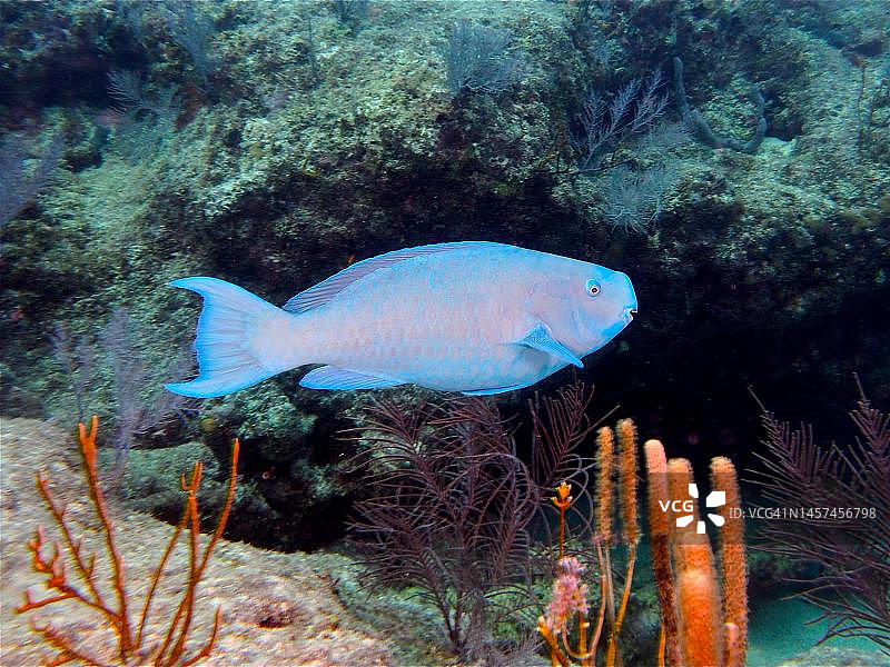 蓝色鹦嘴鱼(Scarus coeruleus)潜水地点约翰·佩内坎普珊瑚礁州立公园，基拉戈，佛罗里达群岛，美国佛罗里达州图片素材