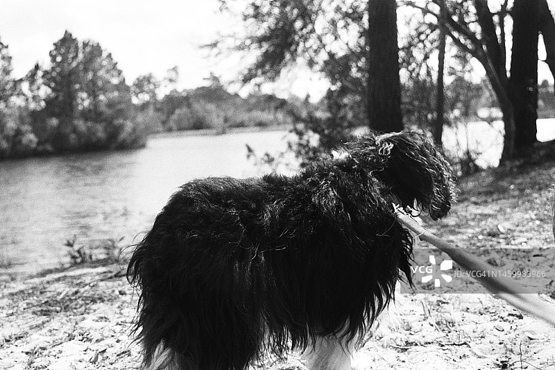 一只小狗望向水面。图片素材