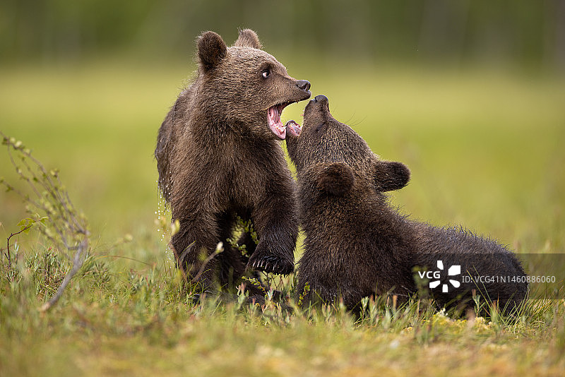 芬兰北部沼泽中的棕熊摄影图片素材