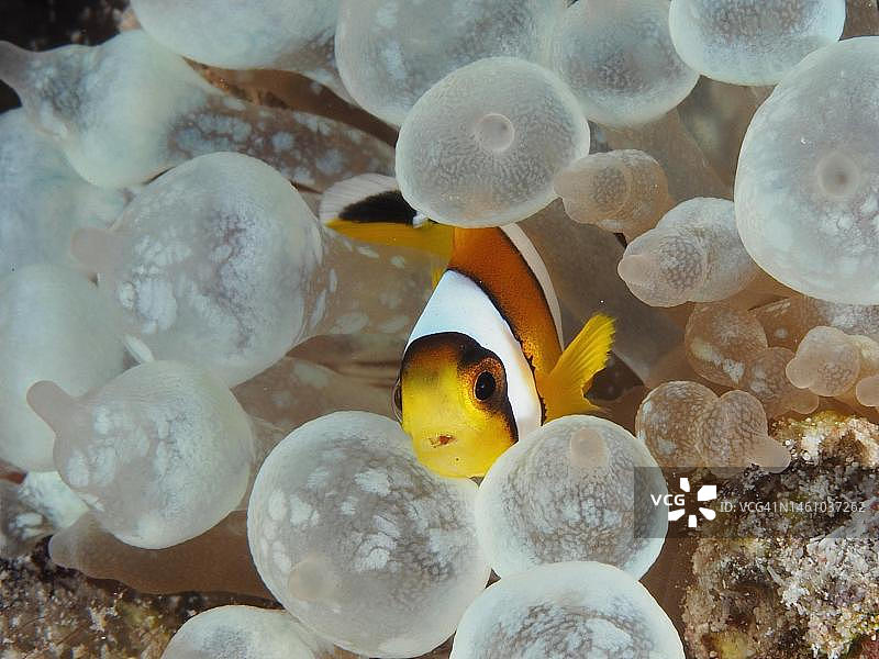 红海小丑鱼(Amphiprion bicinctus)在气泡中潜水地点House Reef，红树林湾，El Quesir，红海，埃及图片素材