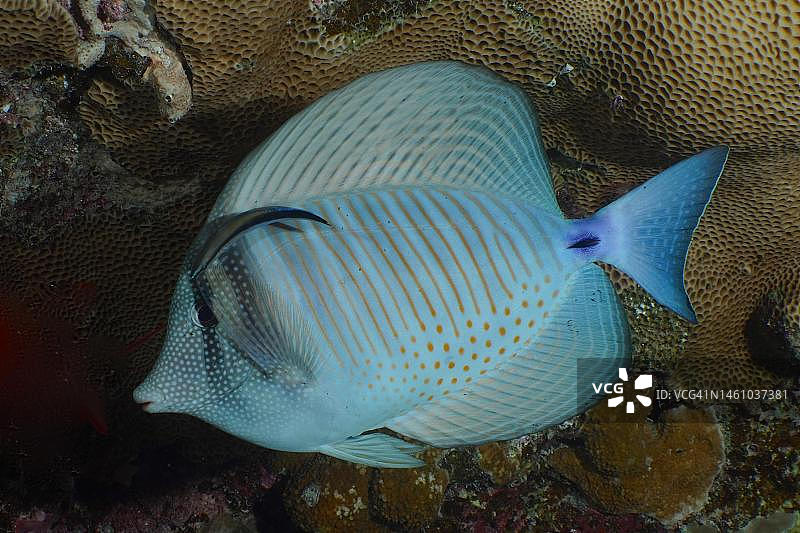 Desjardins sailfin tang (Zebrasoma desjardinii)， sailfin博士与清洁鱼。潜水地点House Reef，红树林湾，El Quesir，红海，埃及图片素材