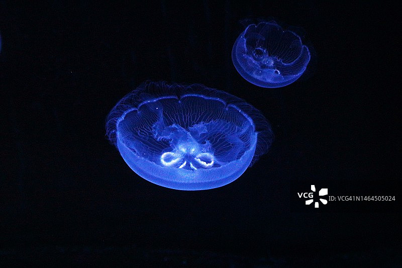 德国水族馆中水母游泳的特写图片素材