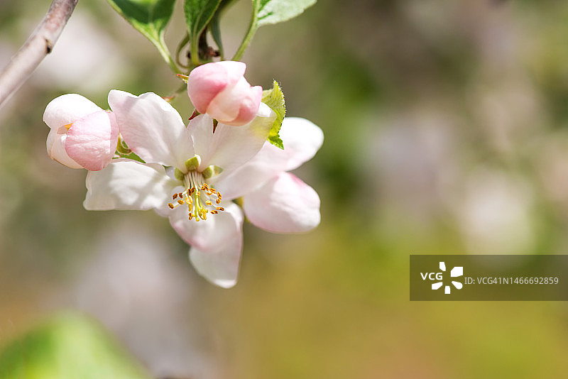 春花:花园背景上一棵盛开的苹果树的树枝-选择性焦点，文字空间图片素材