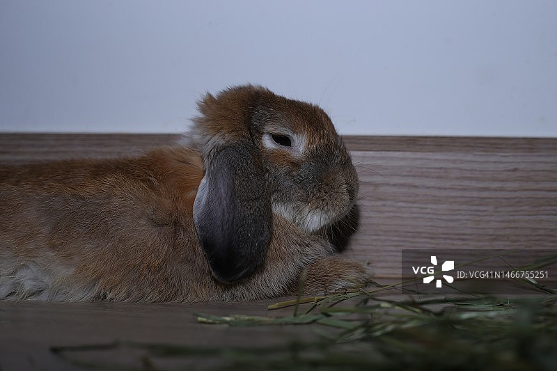 可爱的毛茸茸的兔子躺下来休息，及时吃这些草。兔子放松时间。图片素材