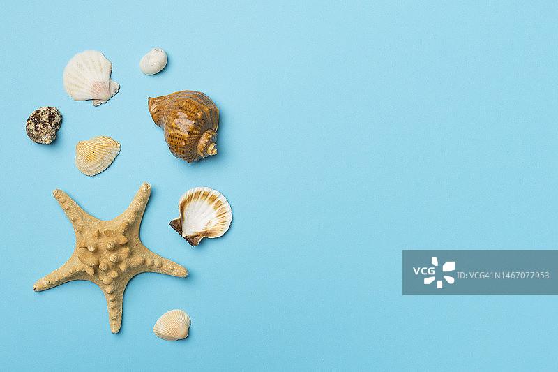 海贝壳的颜色背景，俯视图。夏天的概念图片素材