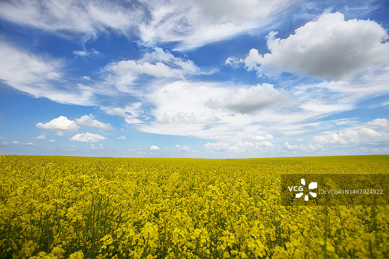 油菜籽黄色的田野衬着蓝色的天空。图片素材