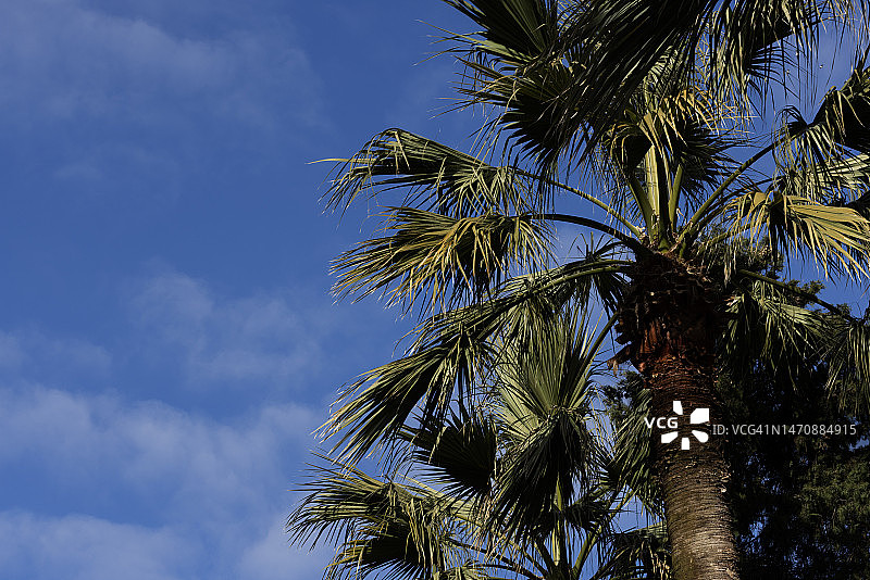 棕榈树映衬着天空图片素材