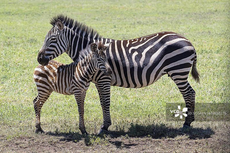 平原斑马或马斑马，母马和小马驹，6个月大，坦桑尼亚恩戈罗恩戈罗保护区图片素材