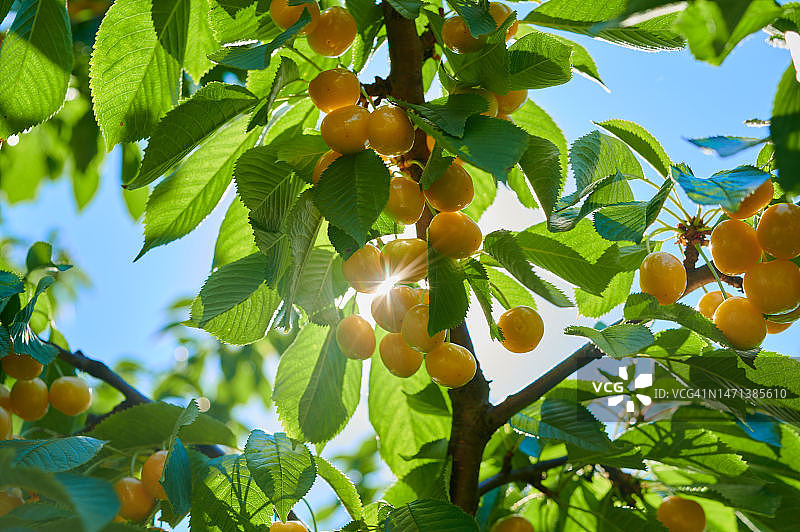成熟的樱桃在树枝和水果，特写镜头图片素材