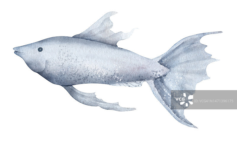 水彩孔雀鱼。手绘插图的水族馆宠物孤立的背景。水下热带动物图。彩色素描的异域海洋生物的图标或标志在蓝色图片素材