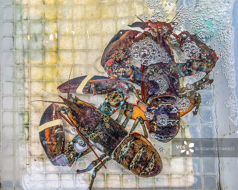 横滨市场上的龙虾图片素材