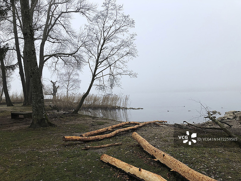 冬天贝尔湖上的雾和树干图片素材
