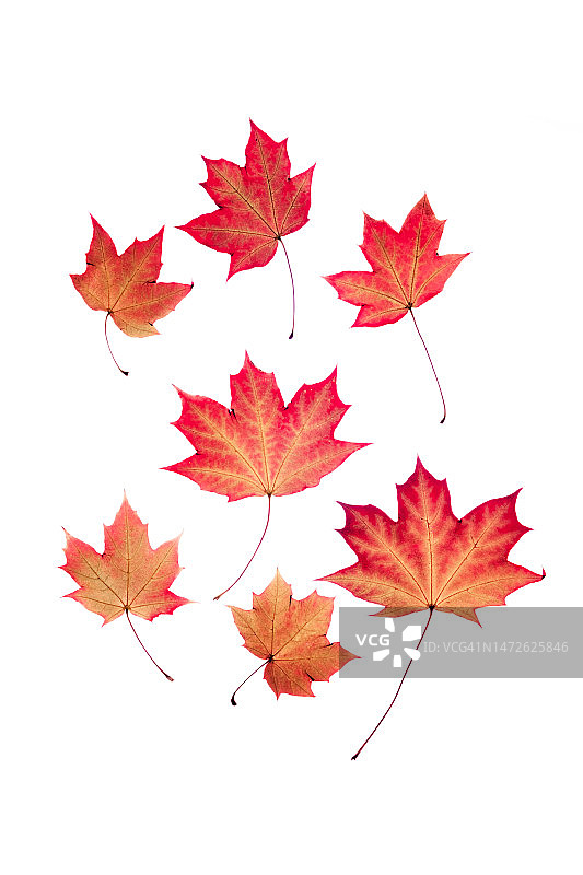 透明的红叶在孤立的白色背景，布雷达，荷兰图片素材