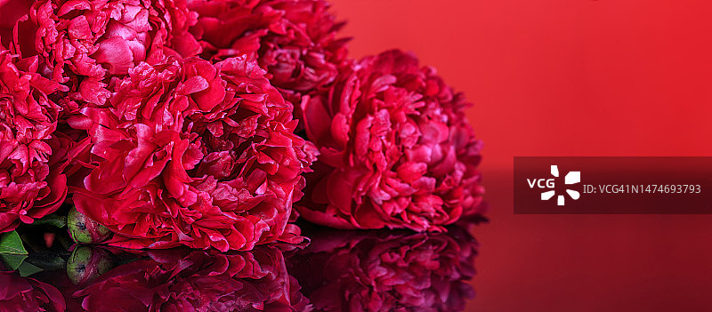 Аbstract romance background with delicate red peonies flowers. Romantic banner with free copy space for text图片素材