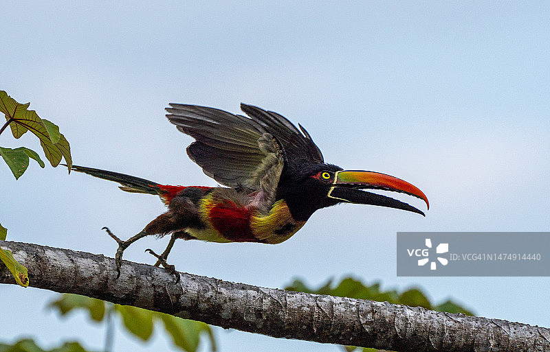 哥斯达黎加太平洋海岸曼努埃尔·安东尼奥国家公园的野生火嘴巨嘴鸟图片素材
