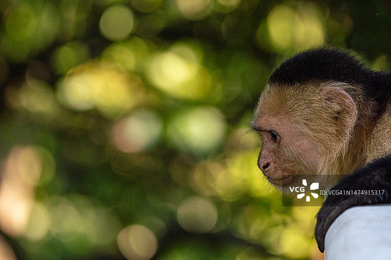 哥斯达黎加太平洋海岸曼努埃尔·安东尼奥国家公园的野生卷尾猴图片素材