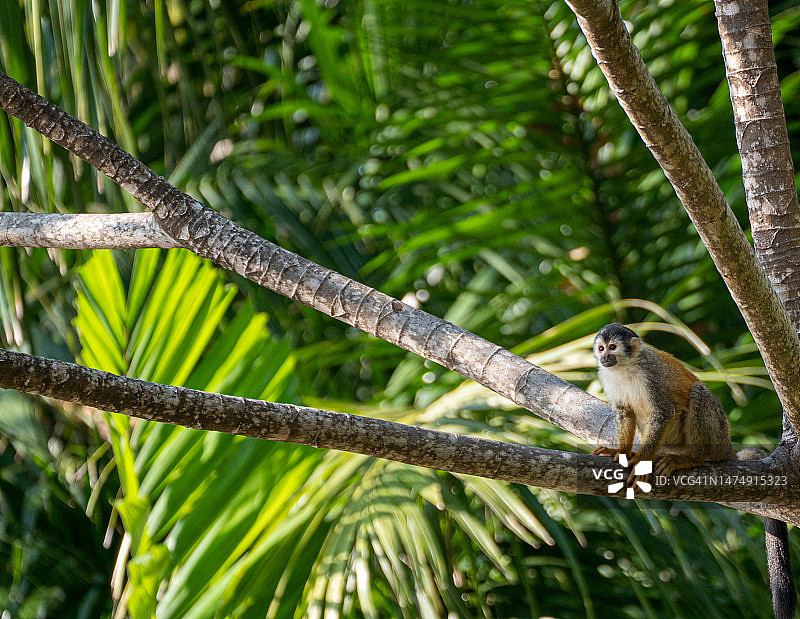 哥斯达黎加太平洋海岸曼努埃尔·安东尼奥国家公园的野生松鼠猴图片素材